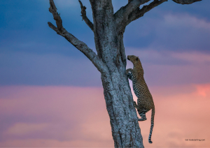 DEMOCRACTIC REPUBLIC OF CONGO