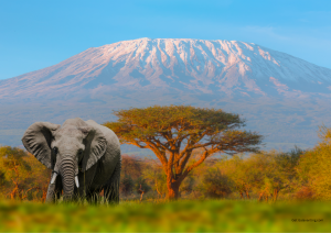 UNITED REPUBLIC OF TANZANIA